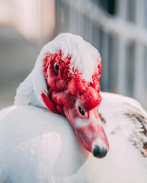 Red-headed Duck Wallpaper – Realistic Nature Photography