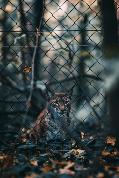 Coyote in a Fenced Area – Aesthetic, 4K Ultra HD Wallpaper