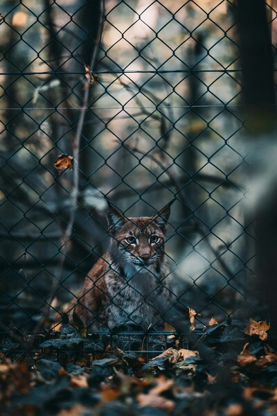 Coyote