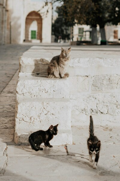 • 20-30 characters: Aesthetic Cats on Steps Wallpaper • 4K, Ultra HD, H