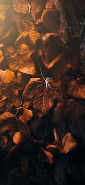 Autumn Aesthetic Wallpaper – 4K Ultra HD Background