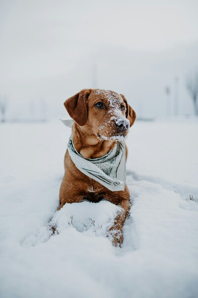 • “Golden Retriever in Snow: Aesthetic 4K Wallpaper – Winter Wonderland