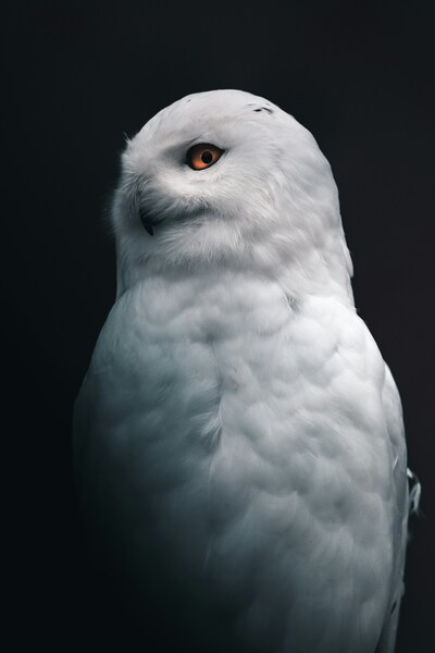 Owl Wallpaper – Realistic 4K Ultra HD Aesthetic Background