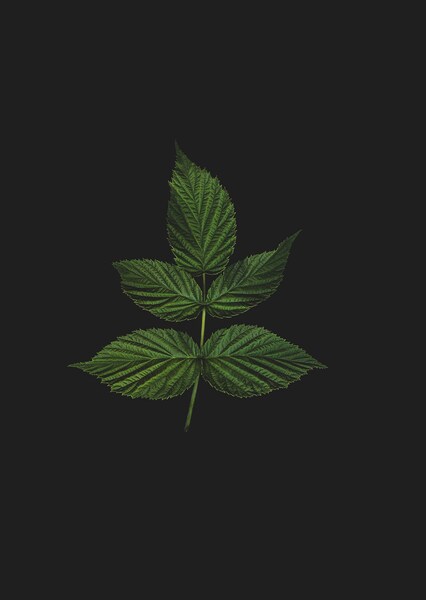 Abstract Green Plant Leaf Wallpaper – Ultra HD Background