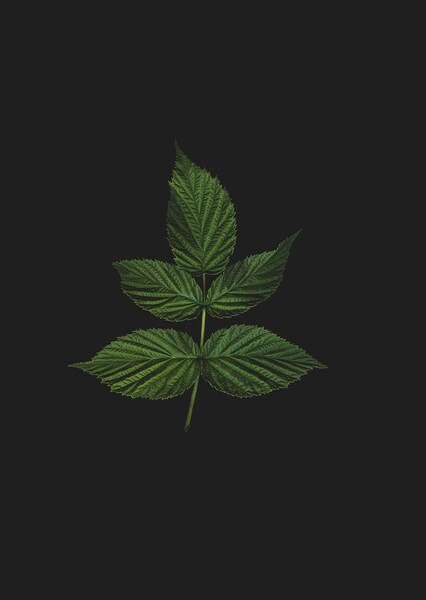 Abstract Green Plant Leaf Wallpaper – Ultra HD Background