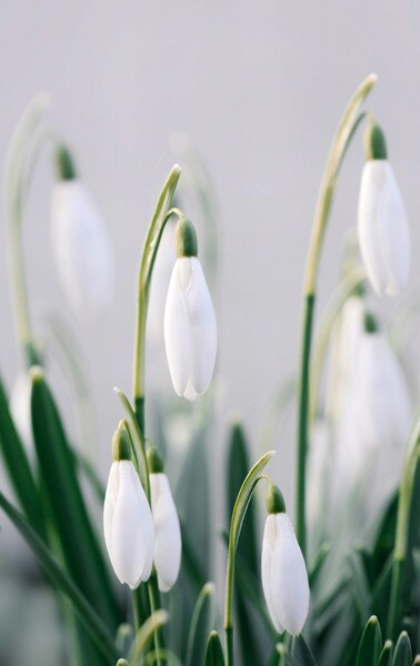 • ‘Spring Blossoms Wallpaper – Vintage Aesthetic 4K’ • ‘Nature’s Palett