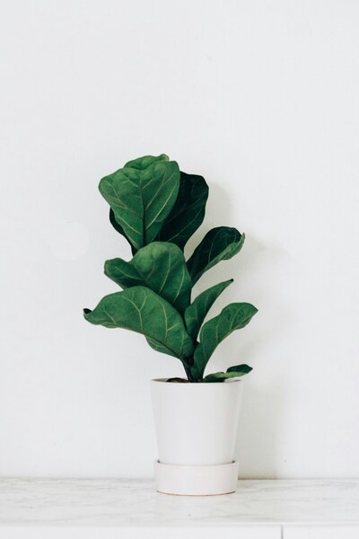 • 4K Green Houseplant Wallpaper - Minimalist Design for Desktop