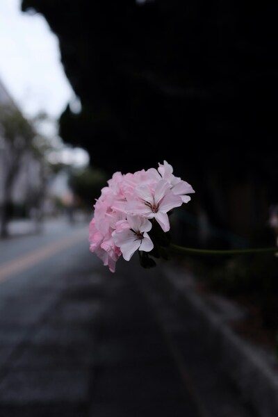 • 4K Pink Flower Wallpaper – Aesthetic Urban Corner