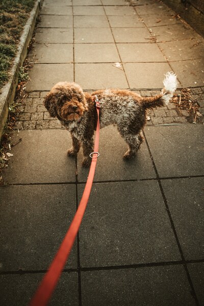 Dog Walking on Street – Aesthetic 4K Ultra HD Wallpaper