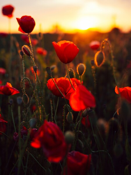 Sunset Poppies Wallpaper - Red and Orange Flowers Background