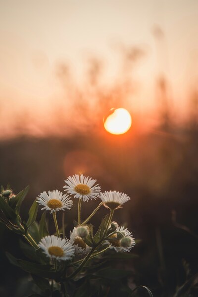 • Aesthetic Sunset Wallpaper – Daisy Field 4K