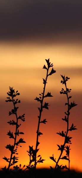 Sunset Silhouette Wallpaper – Minimalist Nature Aesthetic