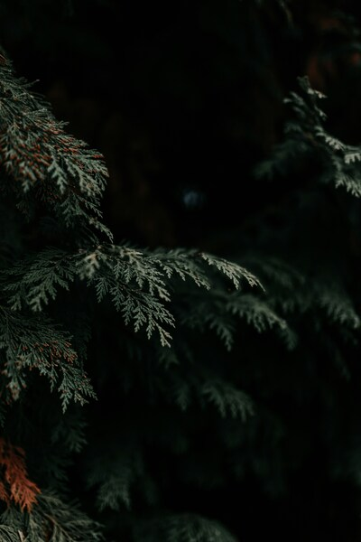 Pine Tree, Forest