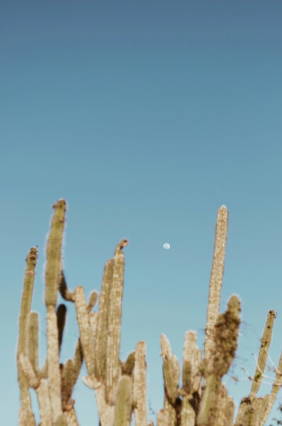 Serene Cactus Landscape Wallpaper – Realistic 4K HD Background