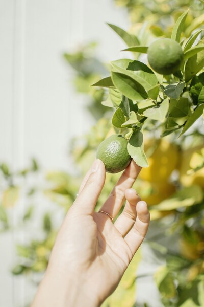 Citrus Orchard 4K Wallpaper – Fresh Orange Grove