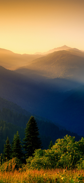 4K Nature Wallpaper – Mountainous Landscape with Trees and Wildflowers, Ult