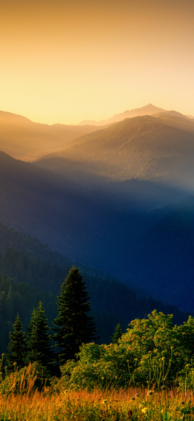 4K Nature Wallpaper – Mountainous Landscape with Trees and Wildflowers, Ult