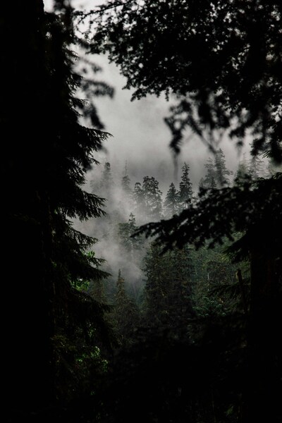 Misty Forest Scene Wallpaper – Aesthetic 4K Ultra HD Background