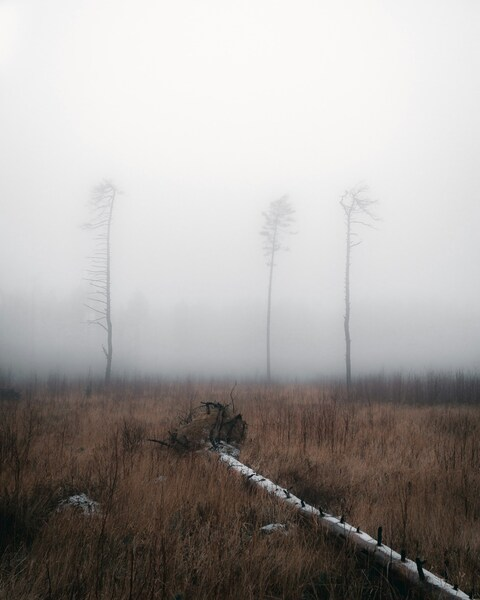 Landscape, Misty Field