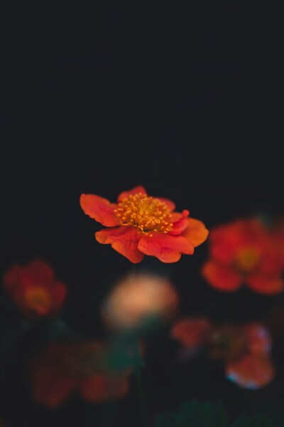Bright Orange Flower Wallpaper – Aesthetic, Vintage, HD Background