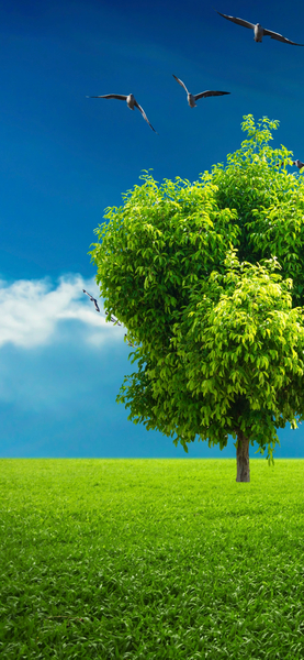 Realistic Tree Wallpaper – Nature Aesthetic 4K Background