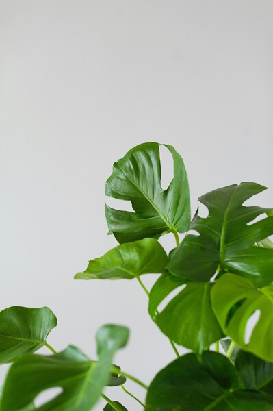 • Aesthetic Plant Wallpaper – Vintage Monochrome iPhone 4K • Aesthetic