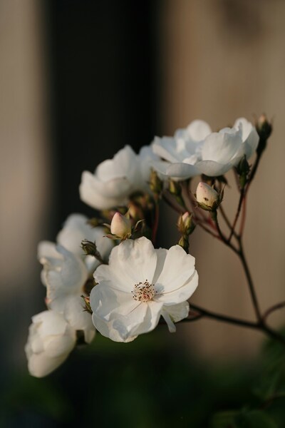 Vintage White Flower Wallpaper – Aesthetic Nature HD Background