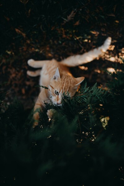 Orange Tabby Cat 4K Wallpaper – Aesthetic Sunset Background