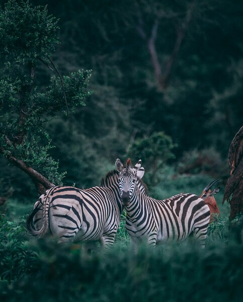 Wild