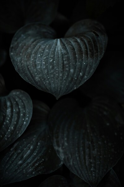 Abstract, Possibly A