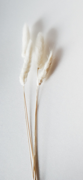 White Fluffy Plants Wallpaper – Aesthetic Minimalist HD Background