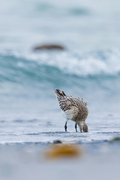 Bird, Ocean Waves,