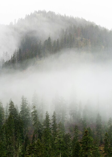Foggy Mountain Forest Wallpaper – Aesthetic Ultra HD 4K Nature Scene