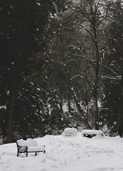 Snowy Evergreen Tree Forest Scene Wallpaper – 4K, Aesthetic, iPhone, Desktop