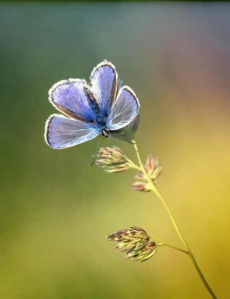 Butterfly, Grass, Flowers