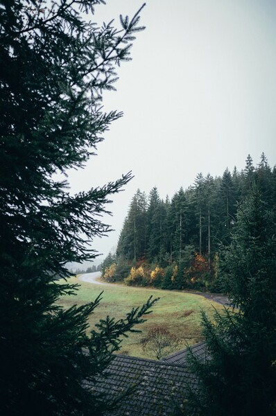 Landscape, Forest