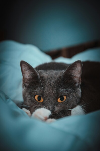 Mystical Grey Cat with Glowing Eyes - Aesthetic Wallpaper - iPhone