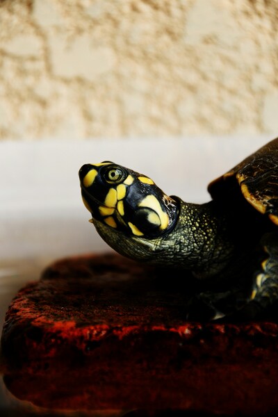 Turtle